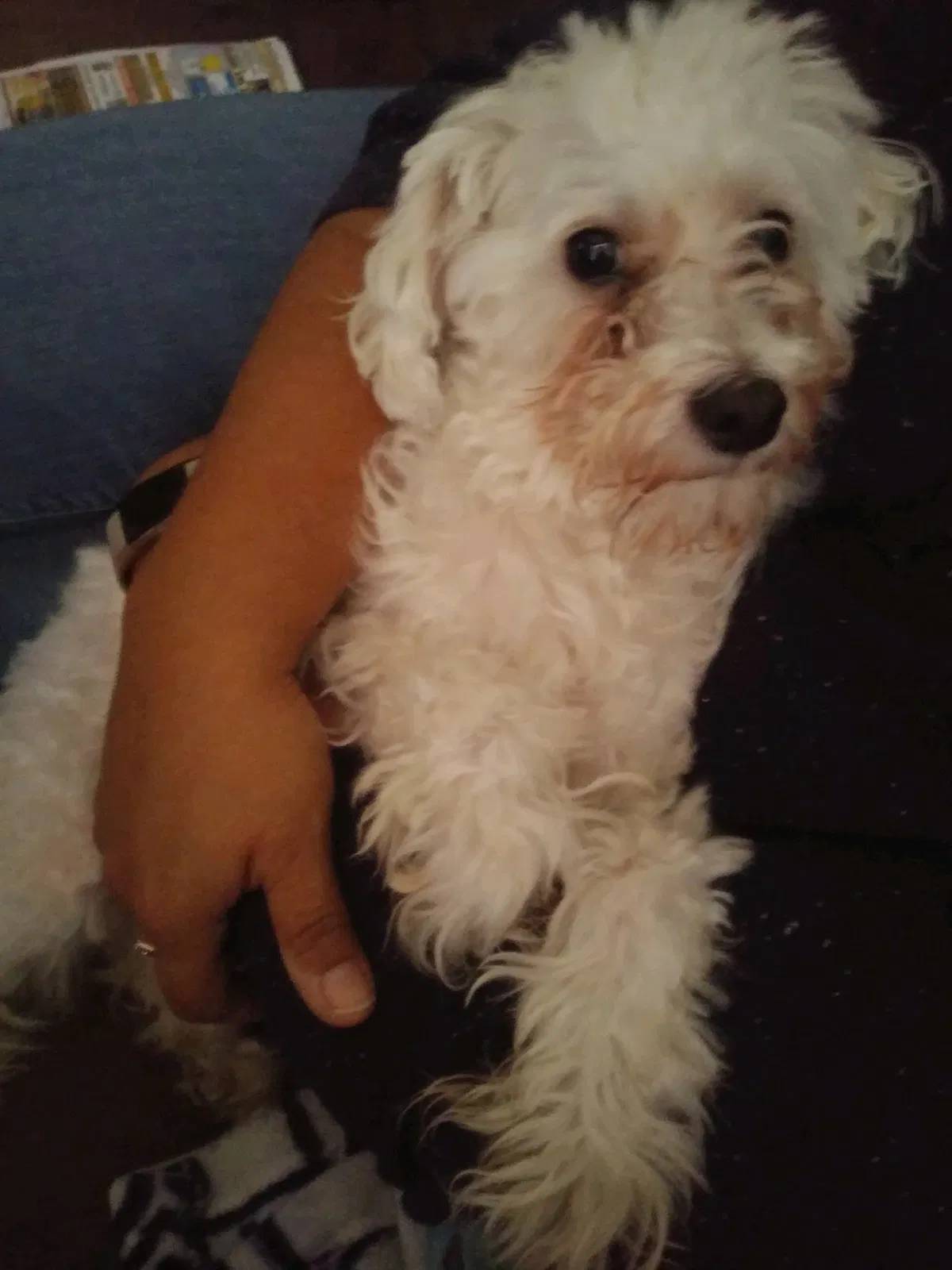 Lost dog in Lynwood, CA, 90262