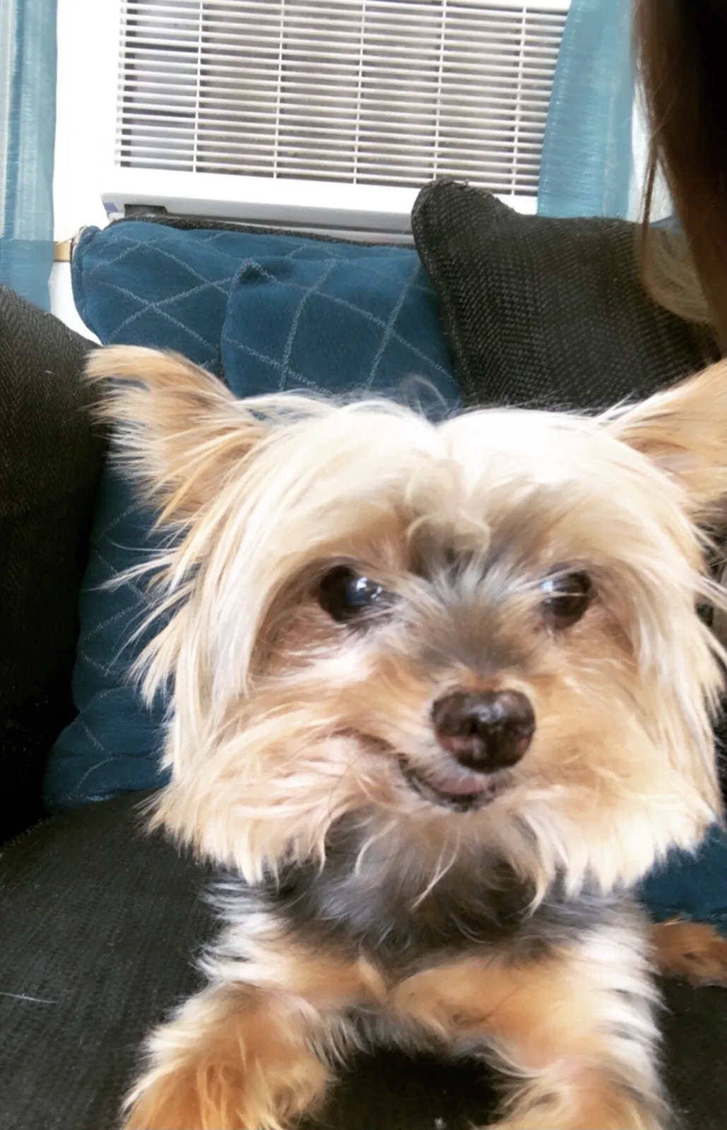 Lost dog in El Paso, TX, 79938