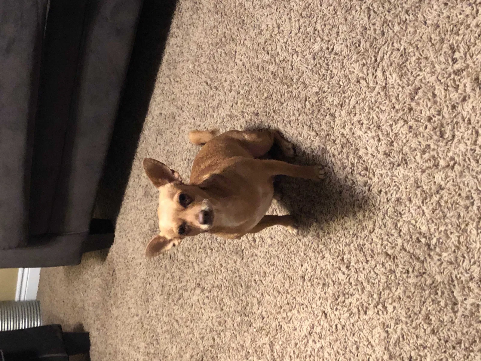 Lost dog in Pasadena, TX, 77506