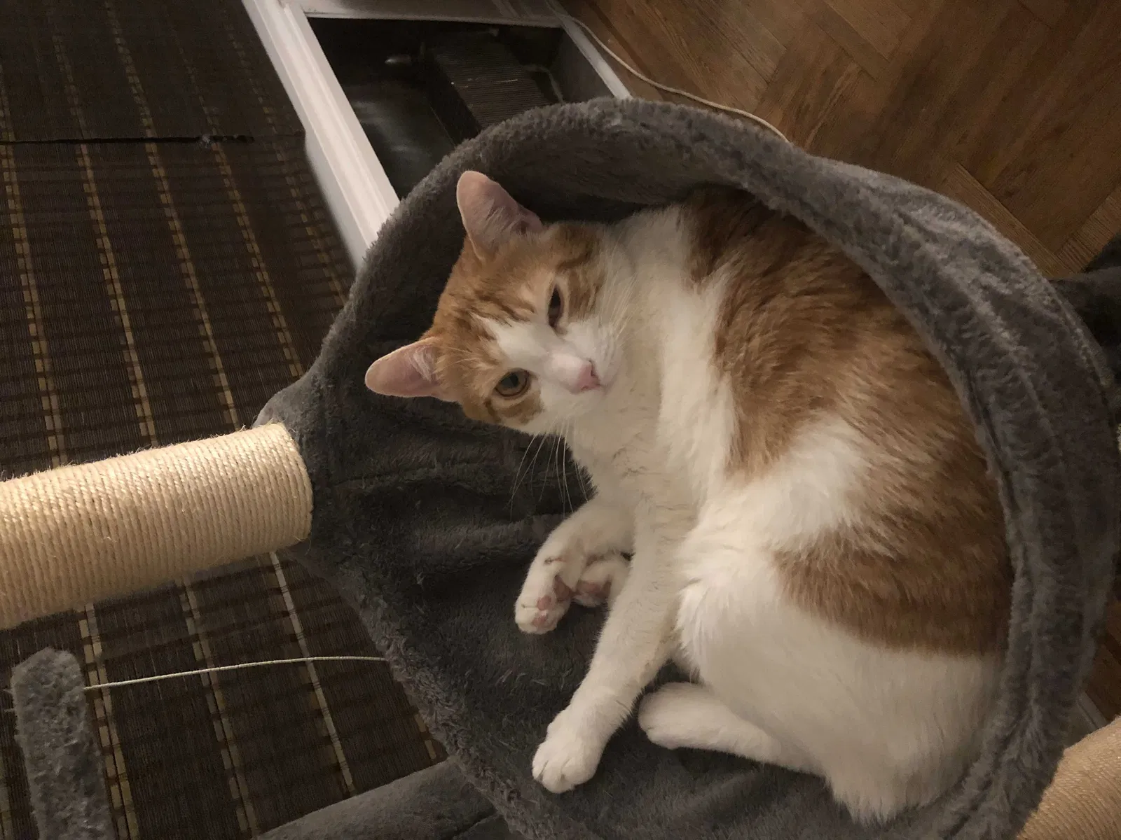 Lost cat in Smyrna, GA, 30082