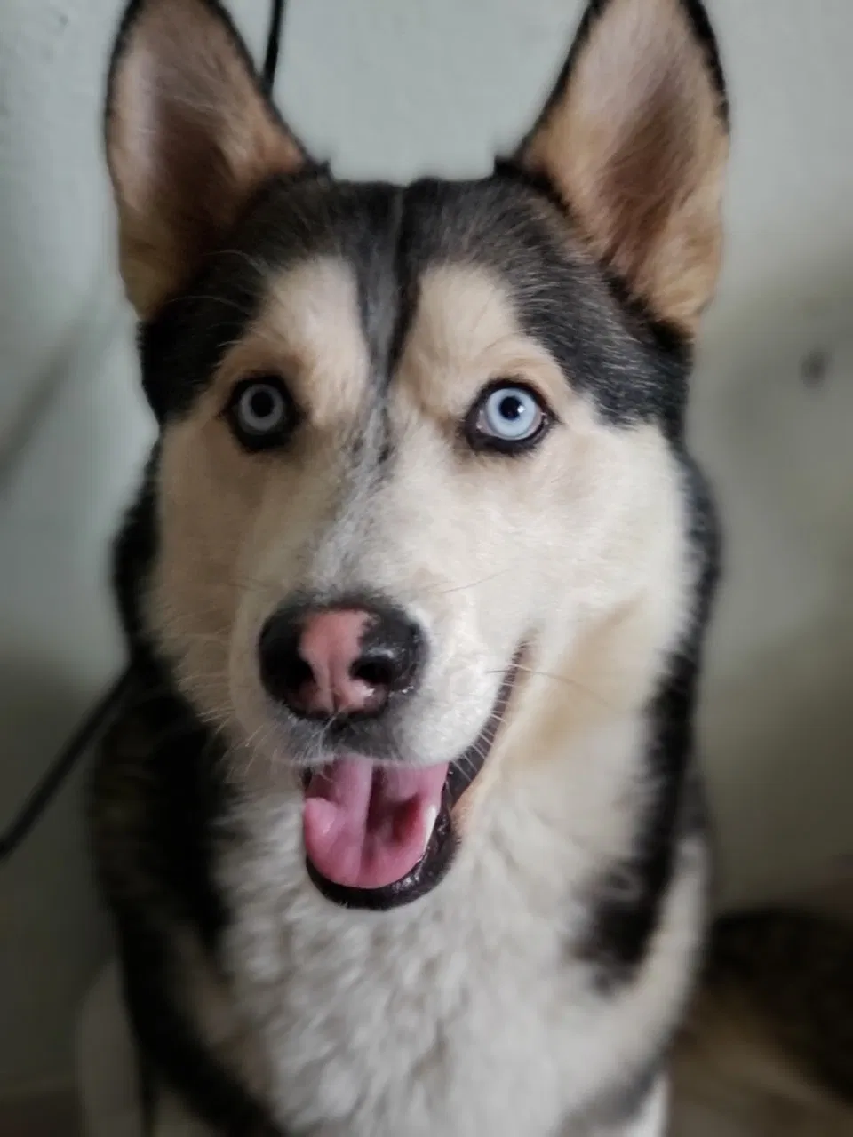 Lost dog in Denver, CO, 80260