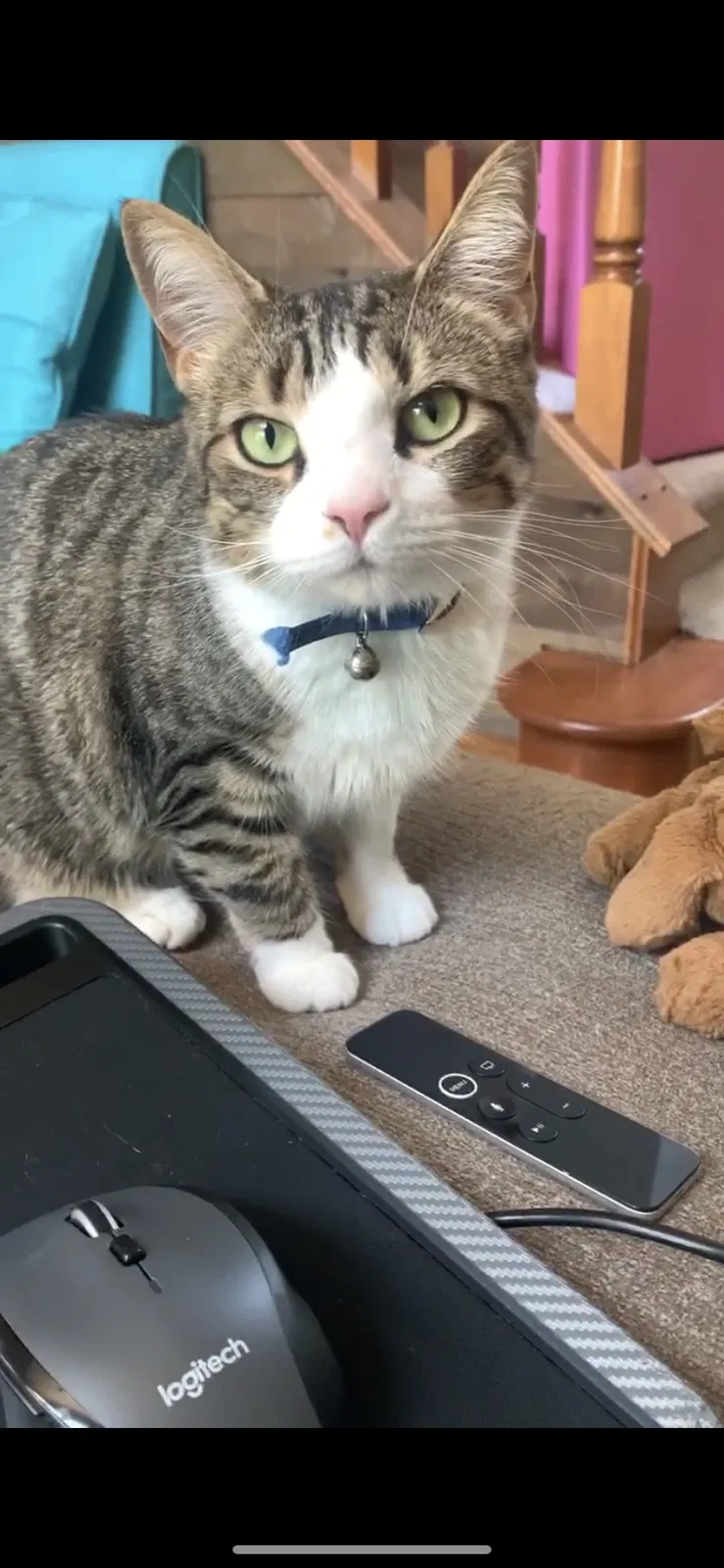 Lost cat in Cincinnati, OH, 45245
