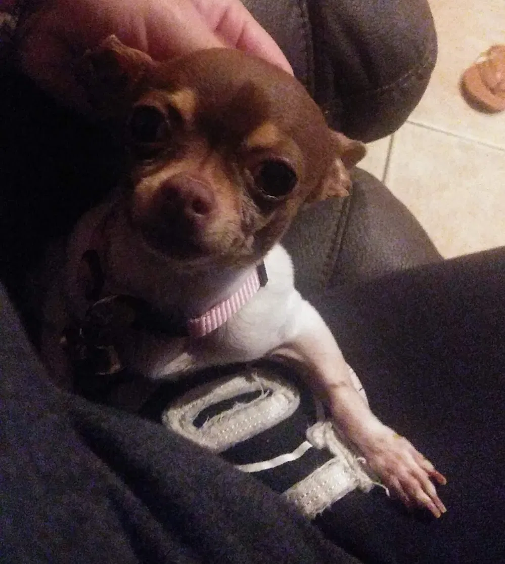 Lost dog in National City, CA, 91950