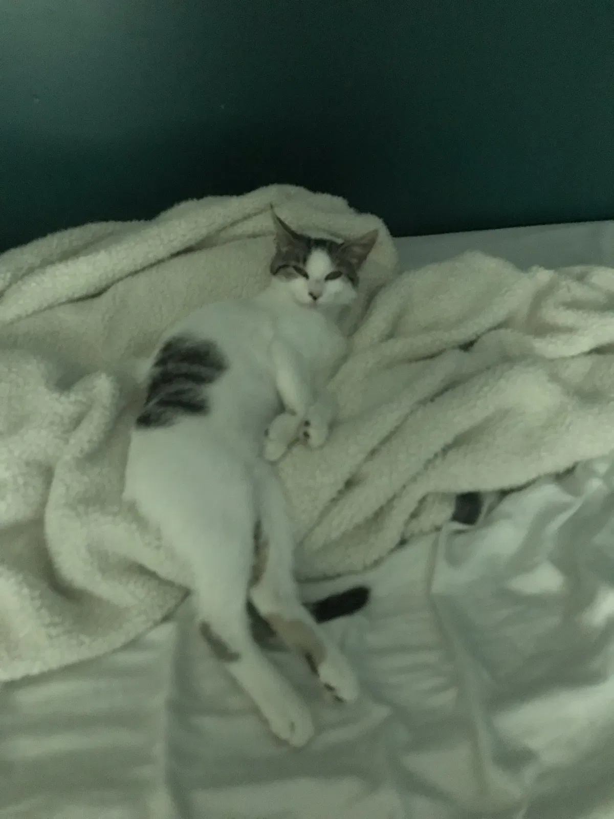 Lost cat in Loveland, OH, 45140