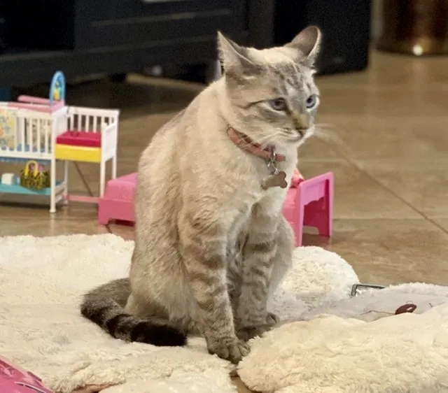 Lost cat in Sahuarita, AZ, 85629