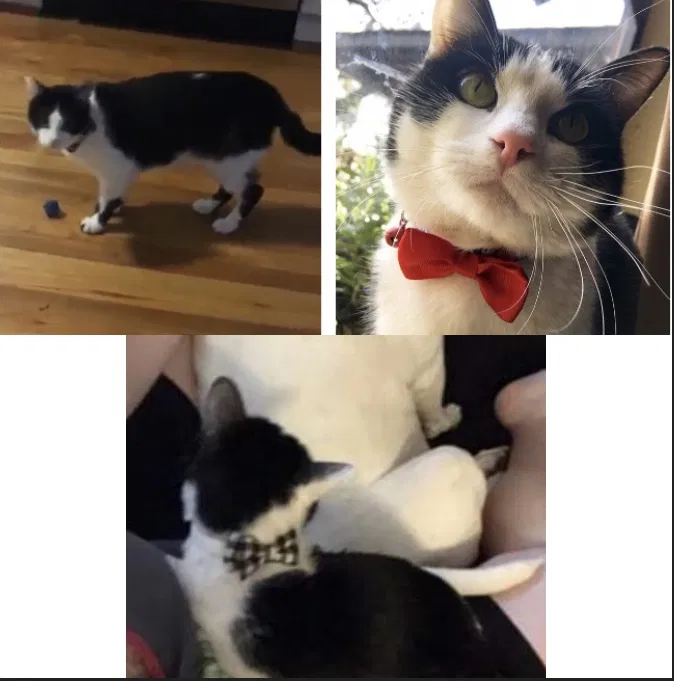 Lost cat in Decatur, GA, 30033