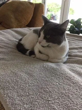 Lost cat in Phoenix, AZ, 85018