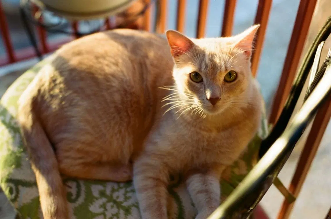 Lost cat in Las Cruces, NM, 88001