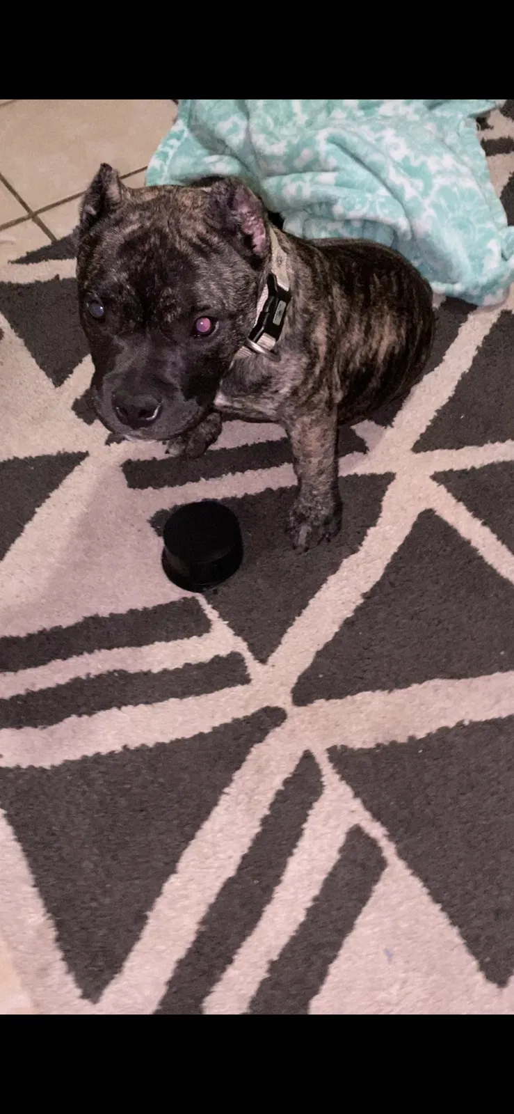 Lost dog in Metairie, LA, 70001
