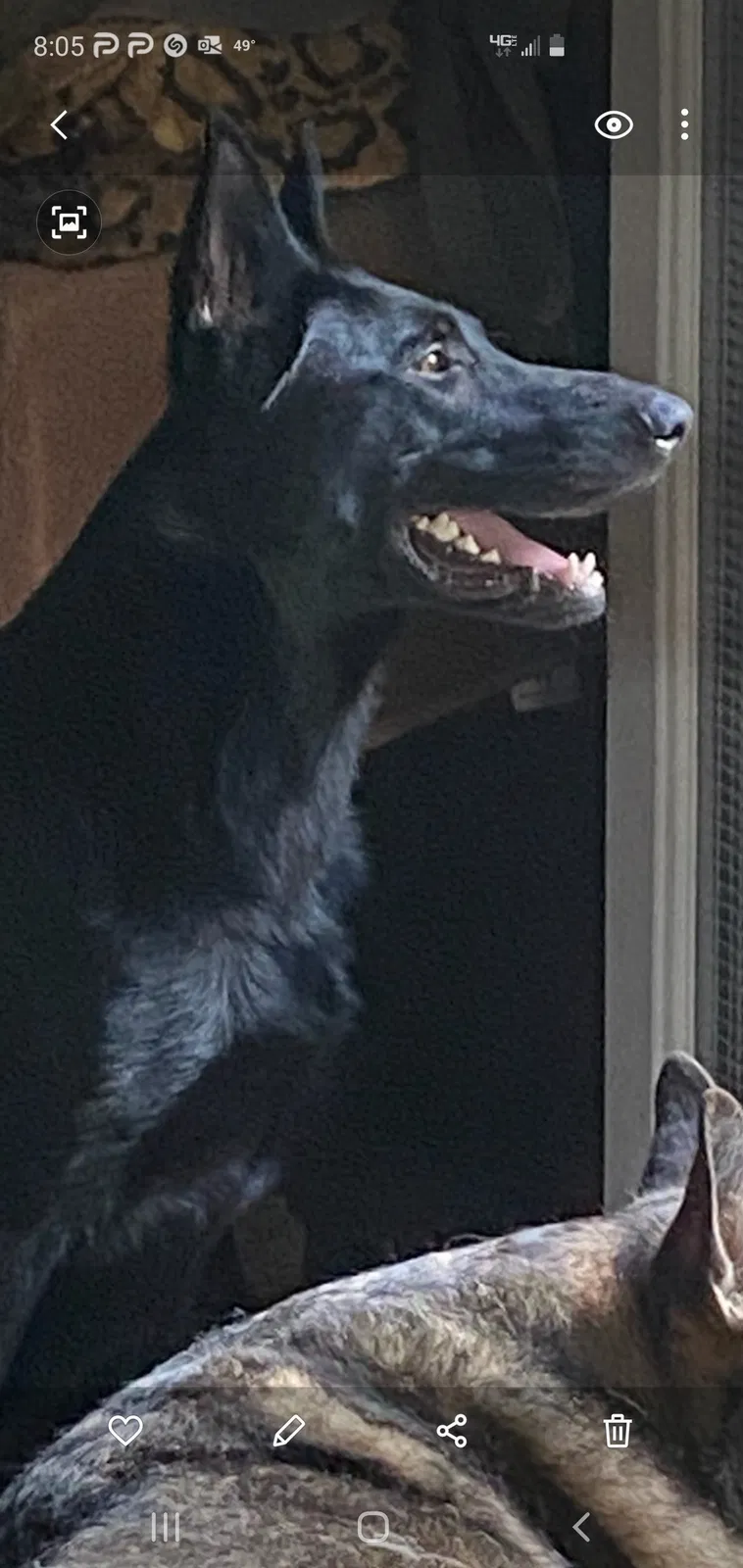 Lost dog in Lake Zurich, IL, 60047
