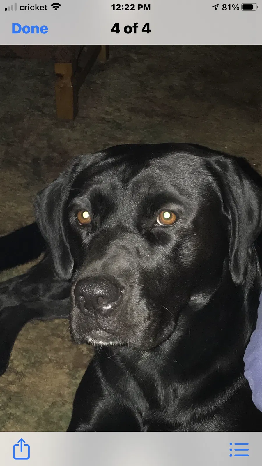 Lost dog in Leon, WV, 25123