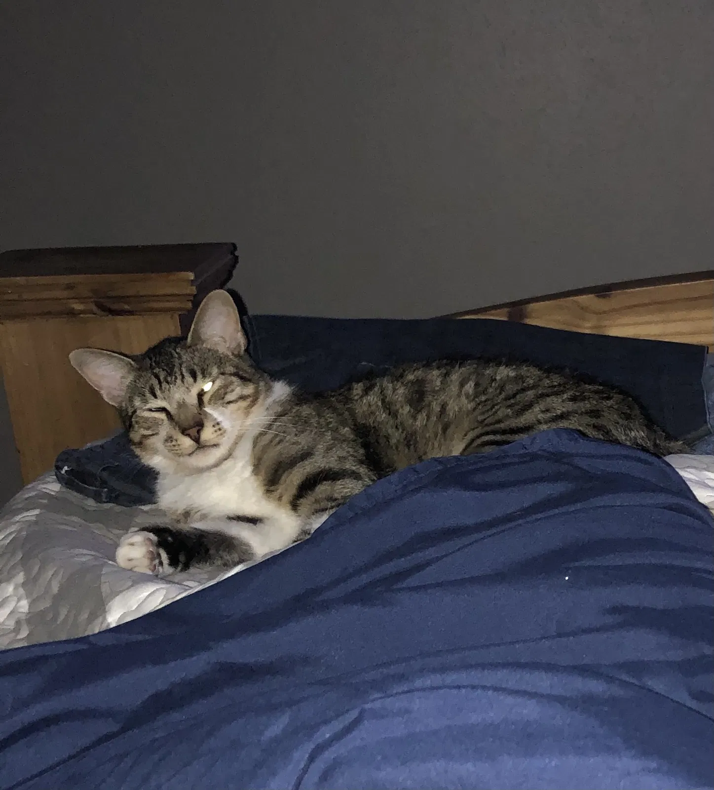 Lost cat in Katy, TX, 77449