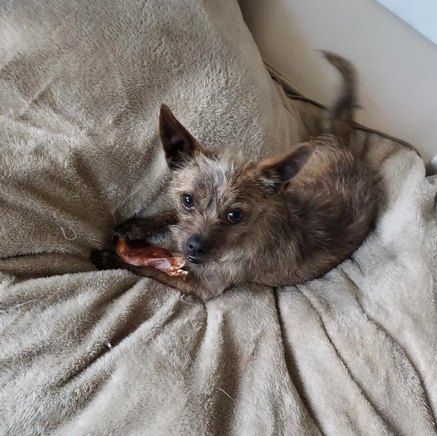 Lost dog in Modesto, CA, 95357