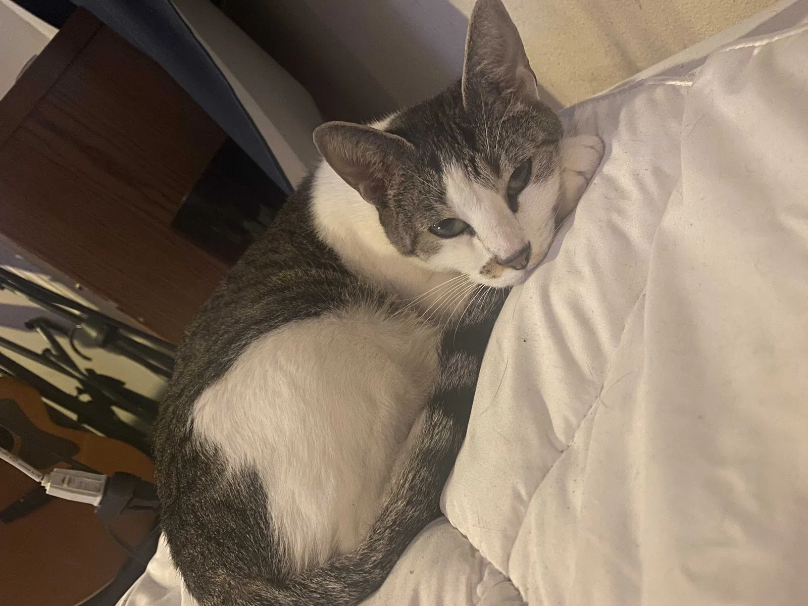 Lost cat in Camas, WA, 98607