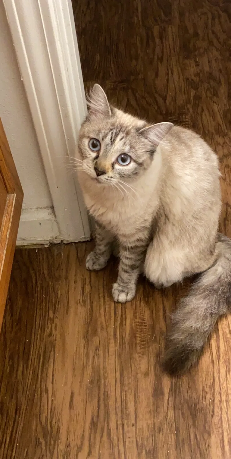 Lost cat in York, PA, 17406