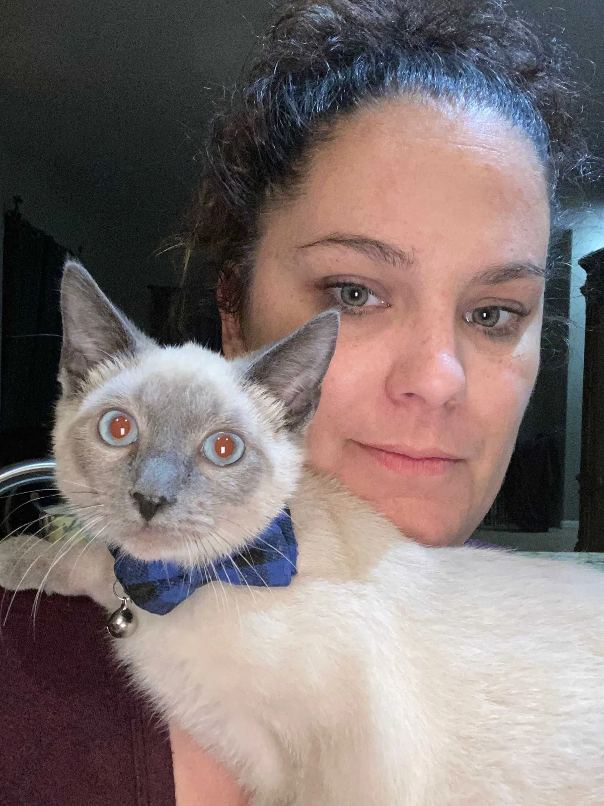 Lost cat in Melbourne, FL, 32940