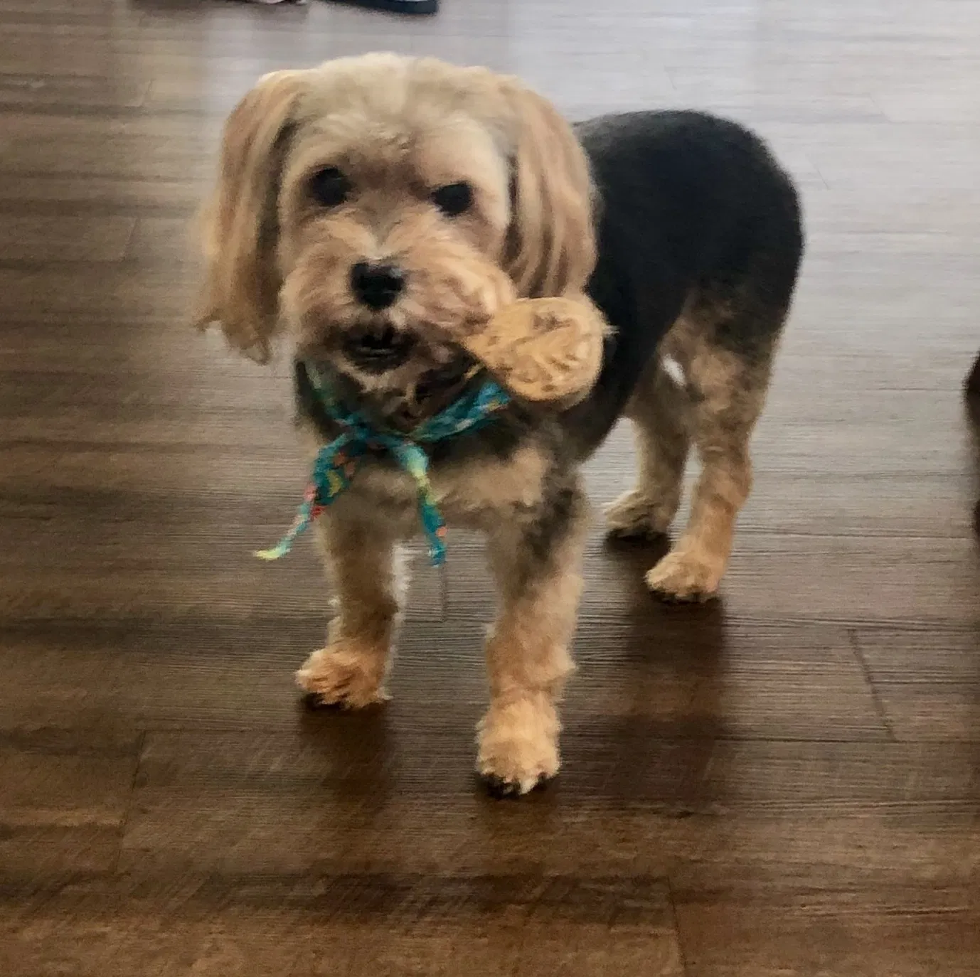 Lost dog in Medina, OH, 44256