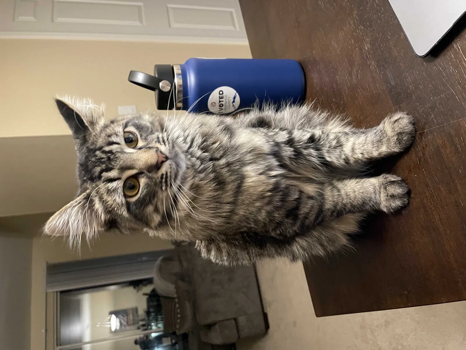 Lost cat in Denver, CO, 80247