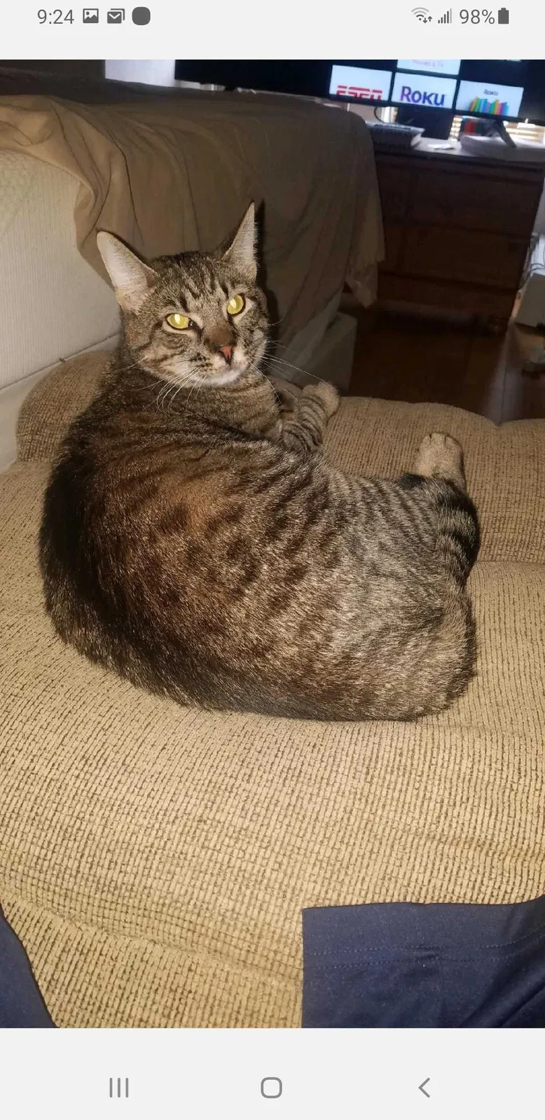 Lost cat in Wilkes Barre, PA, 18705