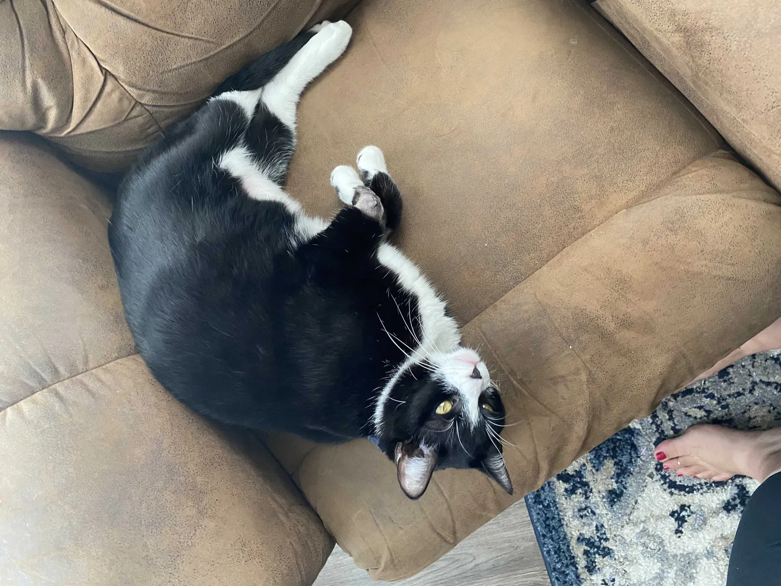 Lost cat in Nipomo, CA, 93444