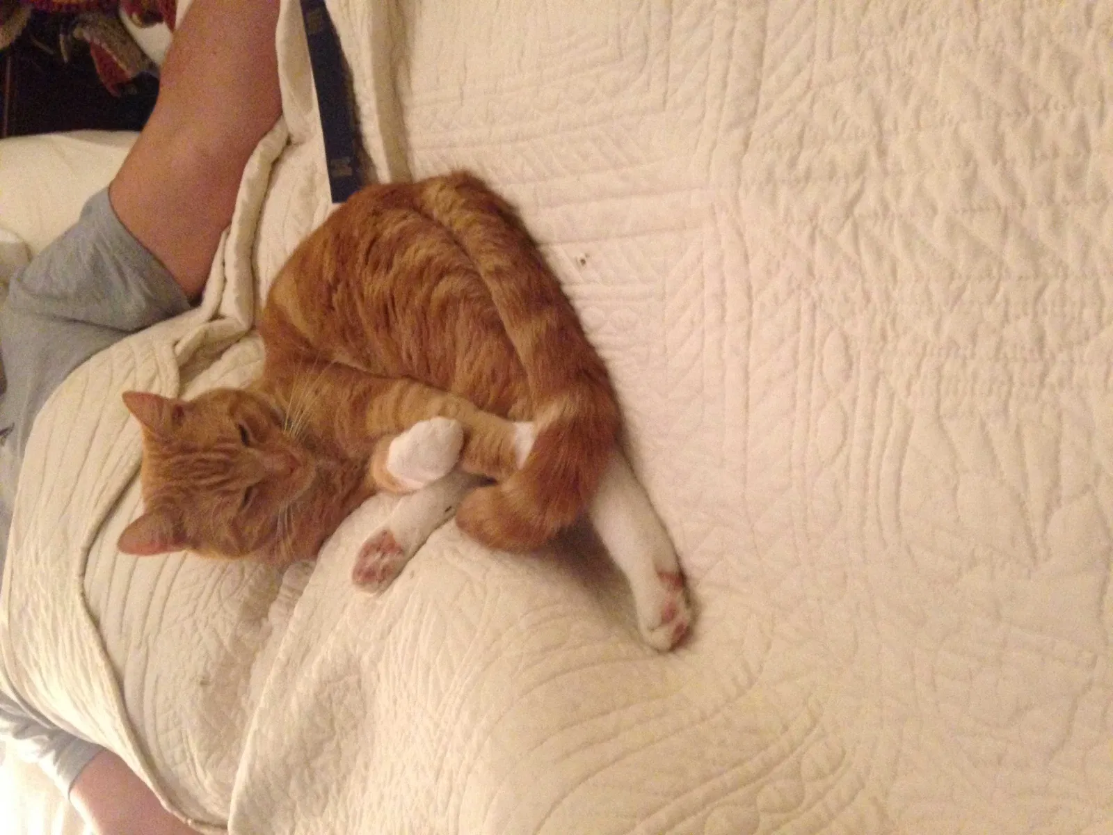 Lost cat in Unknown, MA, 1530