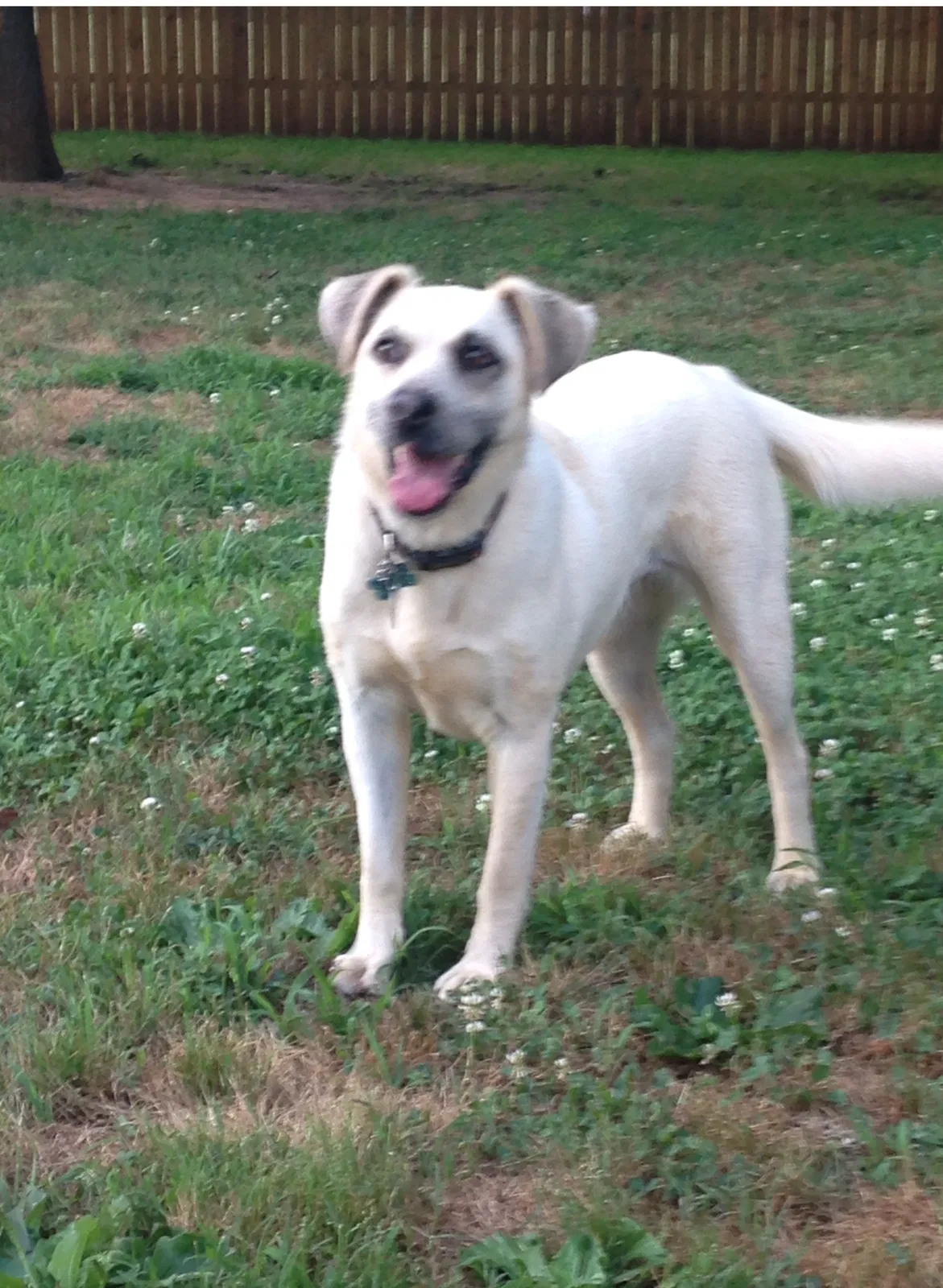 Lost dog in Taylorsville, NC, 28681