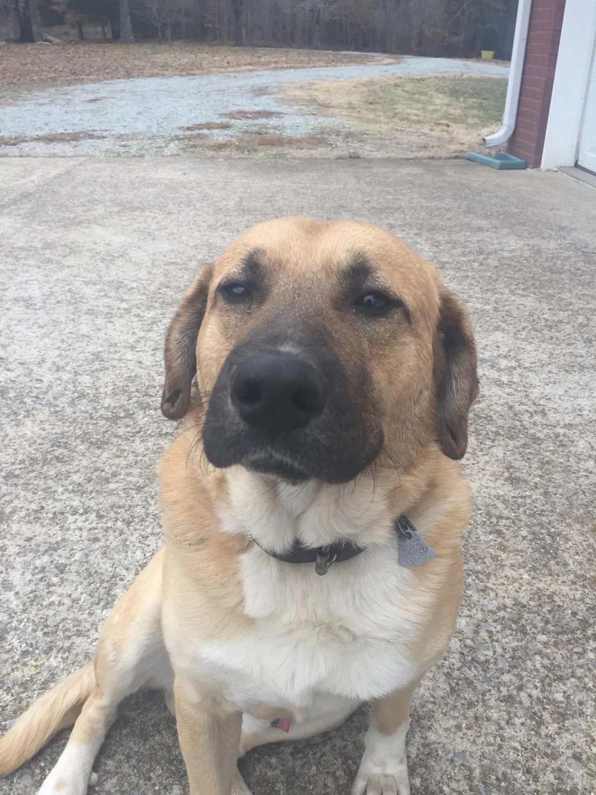 Lost dog in Waynesboro, TN, 38485