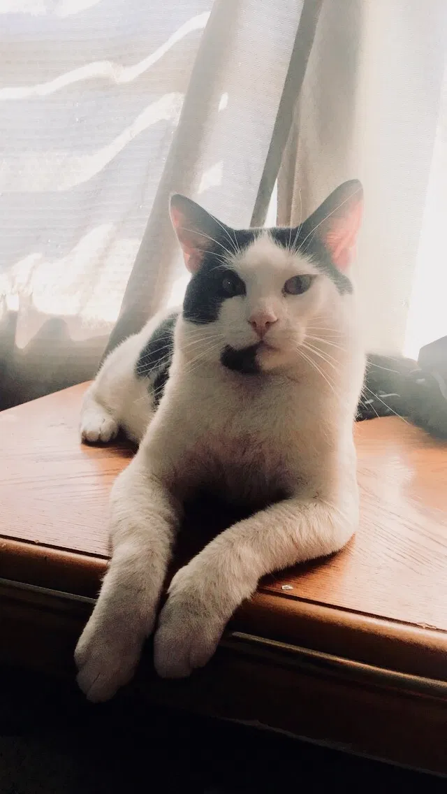 Lost cat in Appleton, WI, 54914
