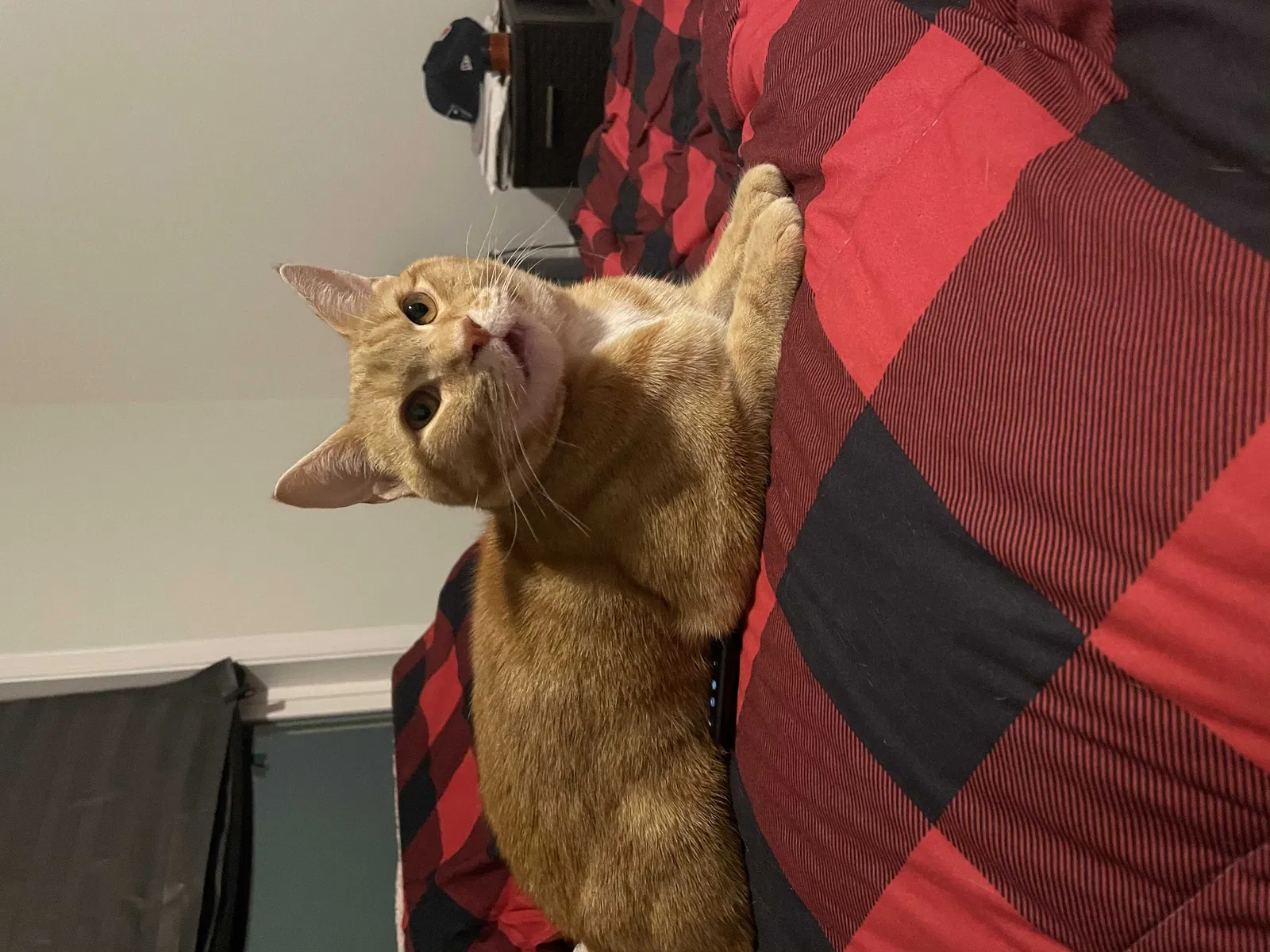 Lost cat in Roebuck, SC, 29376