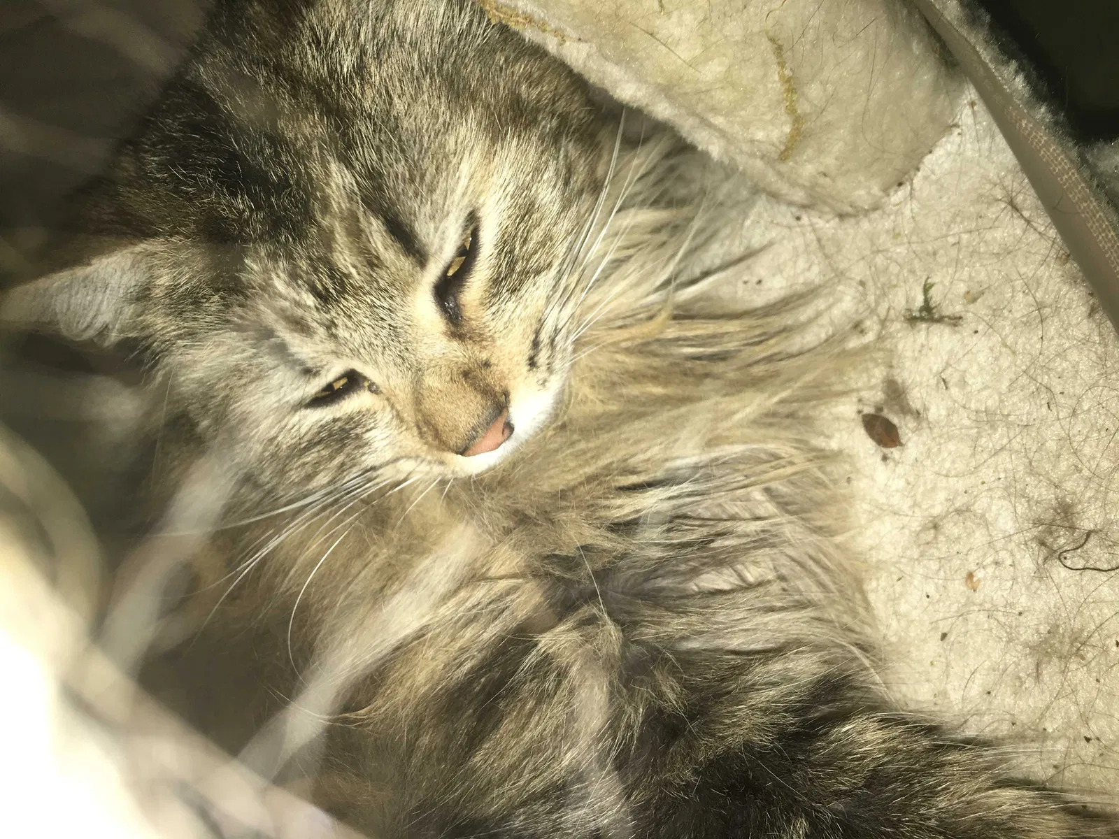 Lost cat in Shelby, NC, 28152