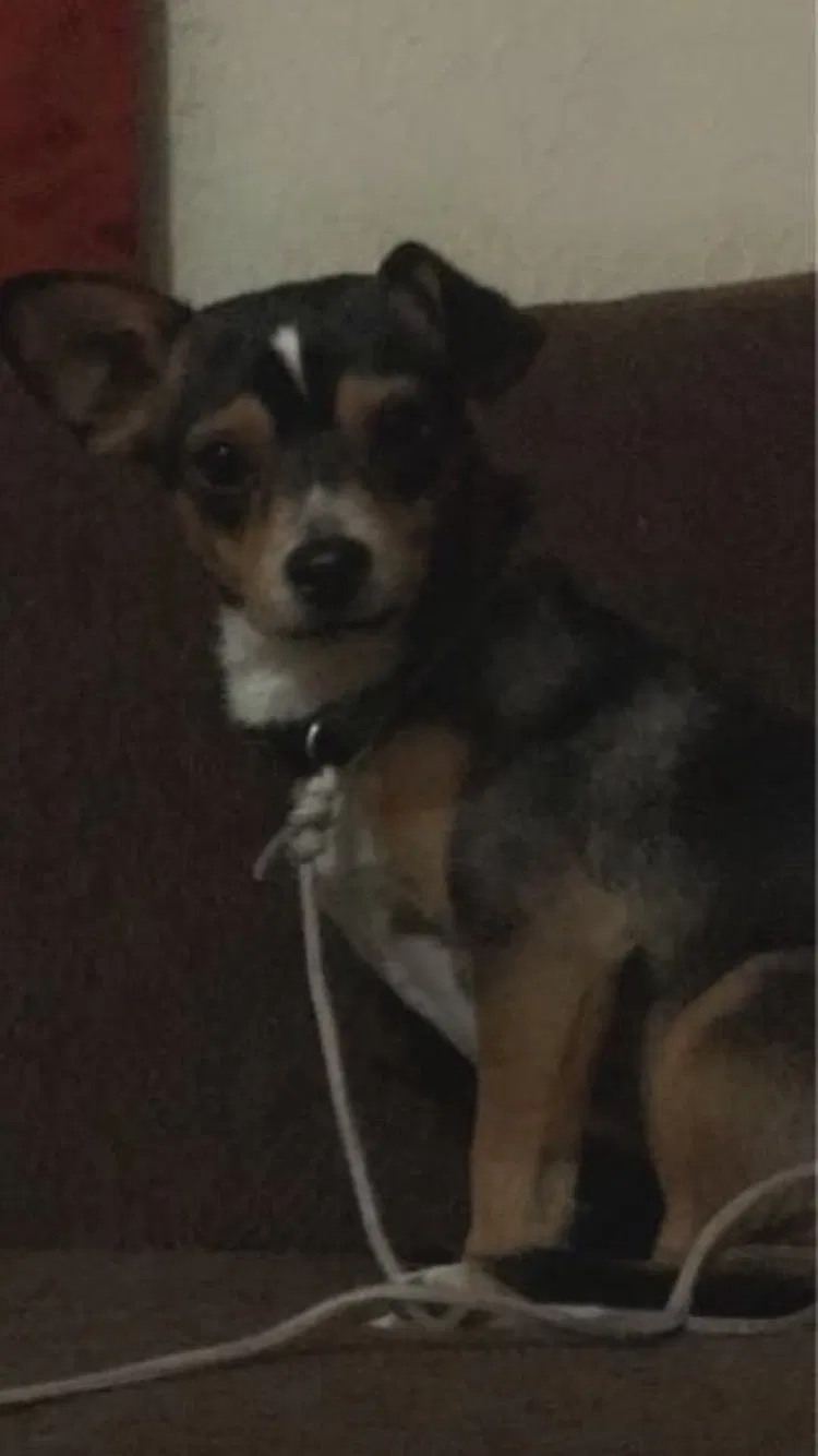 Lost dog in Merced, CA, 95340
