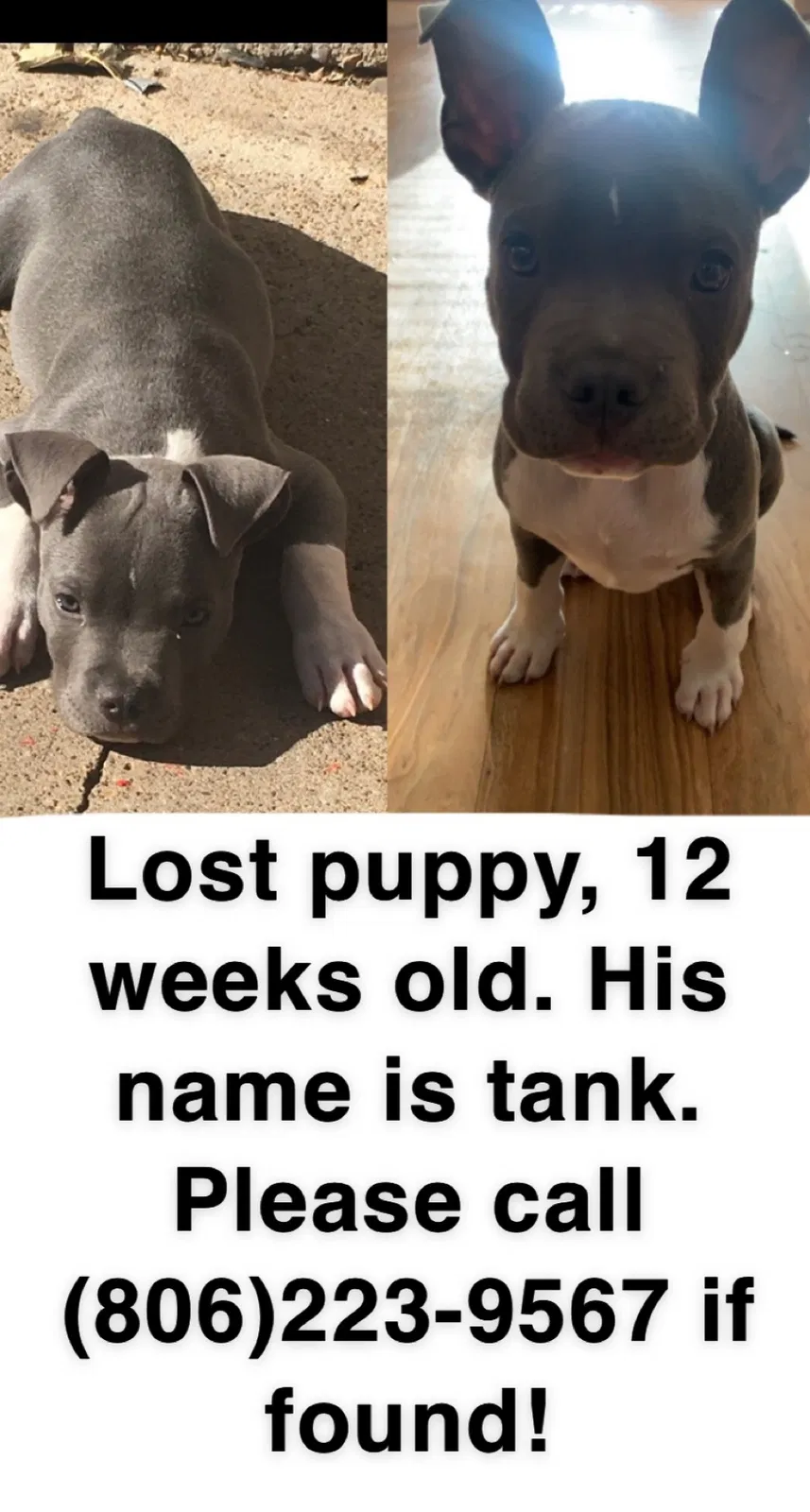 Lost dog in Amarillo, TX, 79106