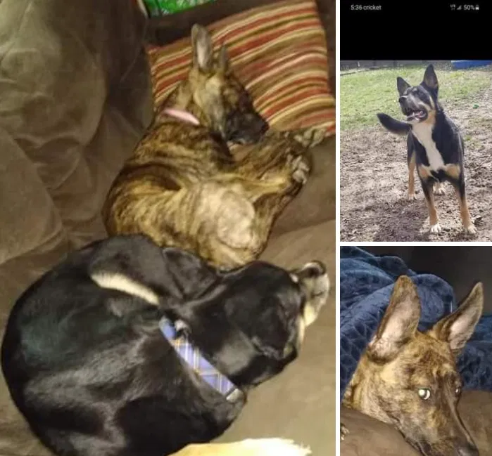 Lost dog in Clay, NY, 13041