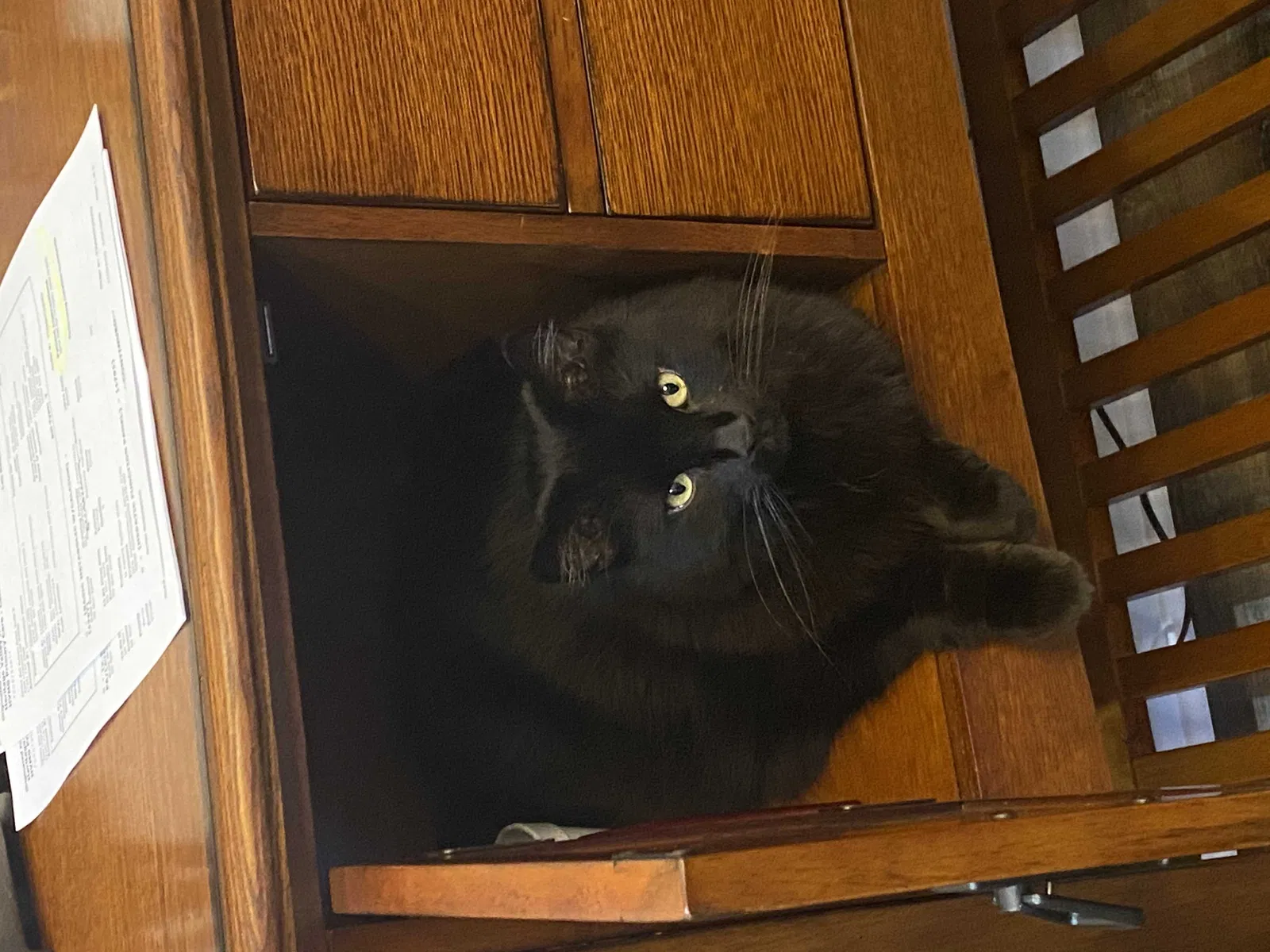 Lost cat in Salem, OH, 44460