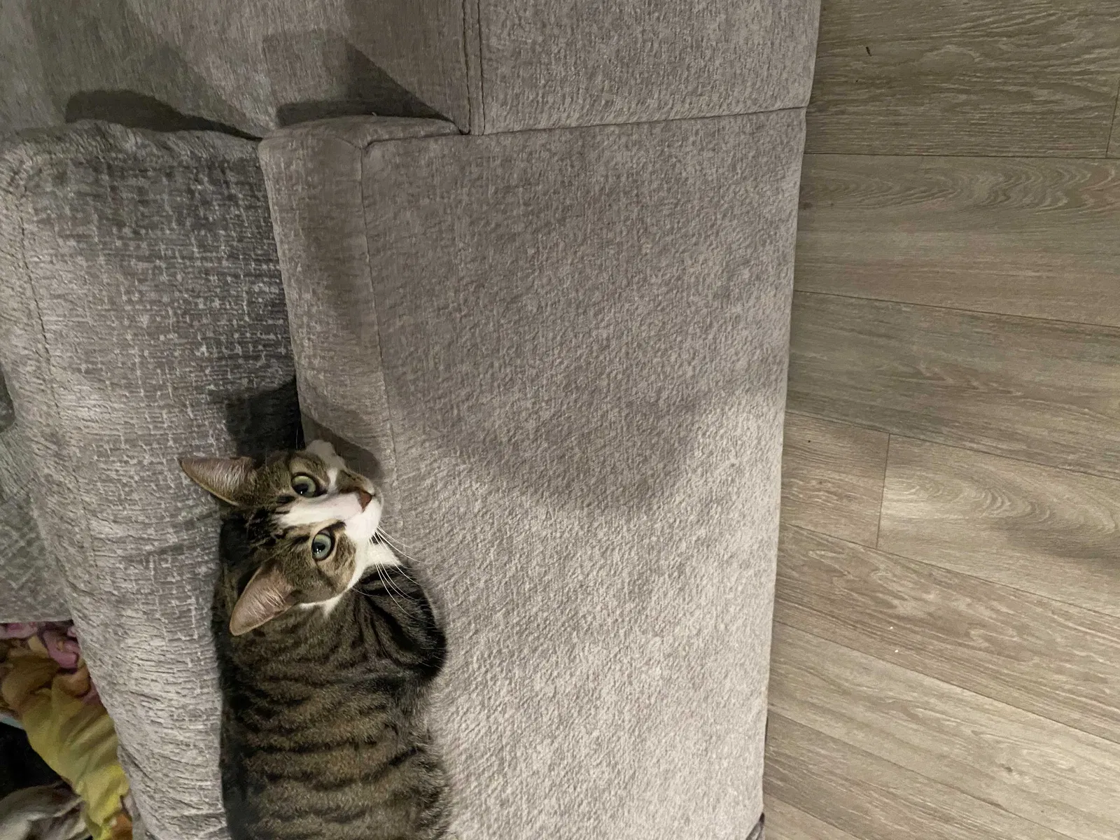 Lost cat in Vacaville, CA, 95687