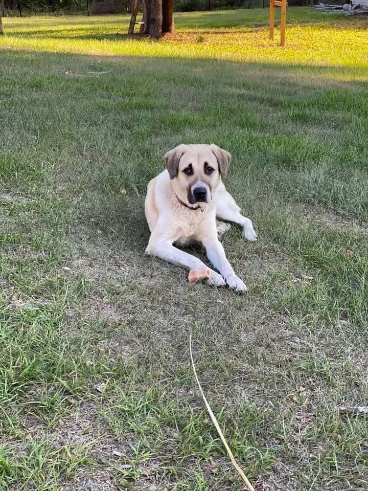 Lost dog in Saint Cloud, FL, 34771