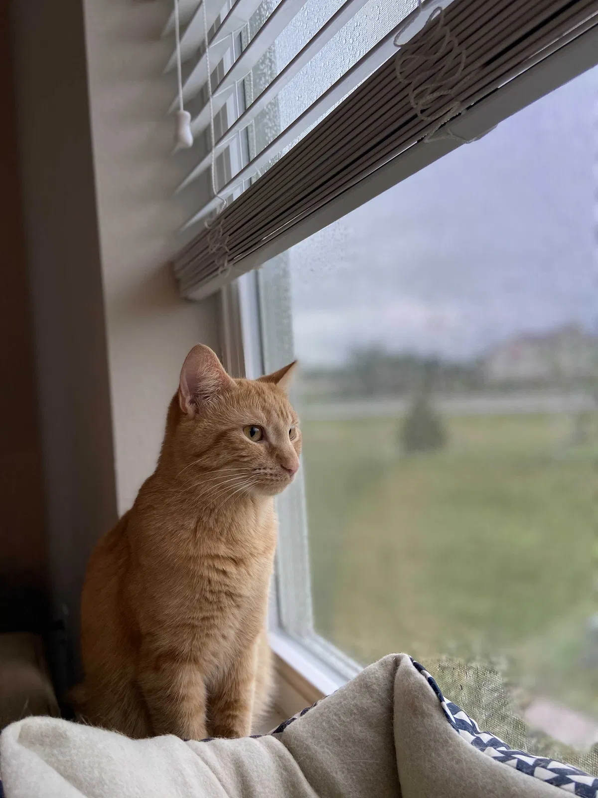 Lost cat in Granger, IN, 46530