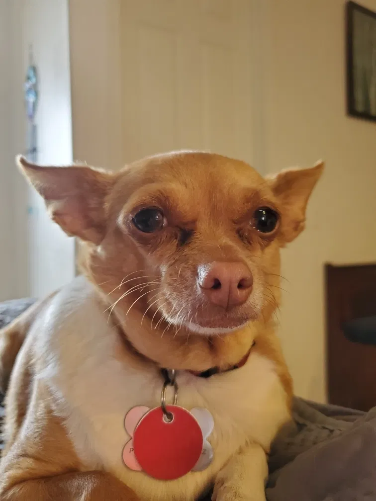 Lost dog in Prescott Valley, AZ, 86314