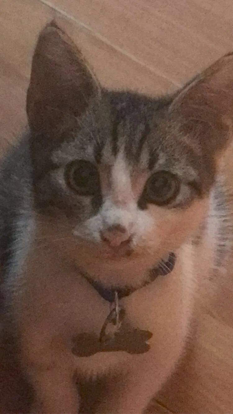 Lost cat in Gainesville, GA, 30507
