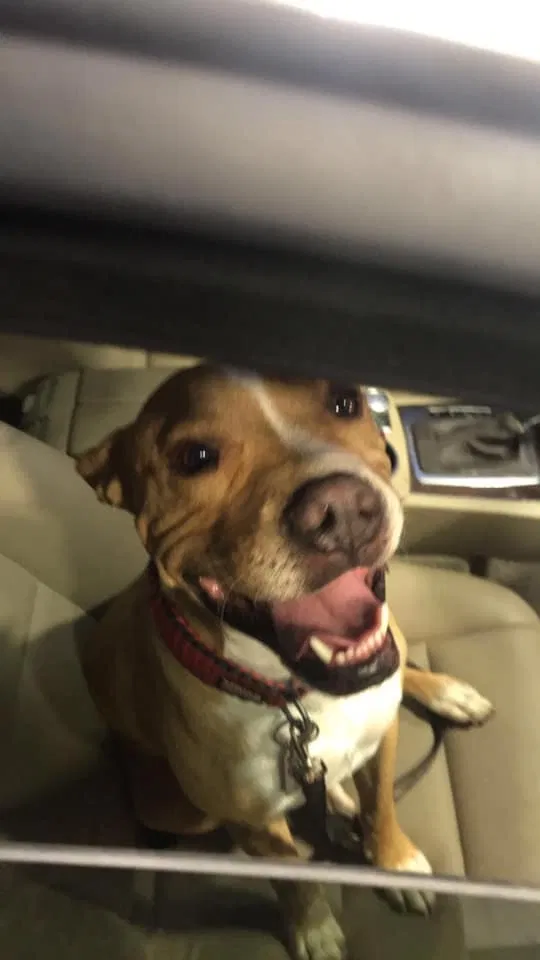 Lost dog in Odessa, TX, 79761