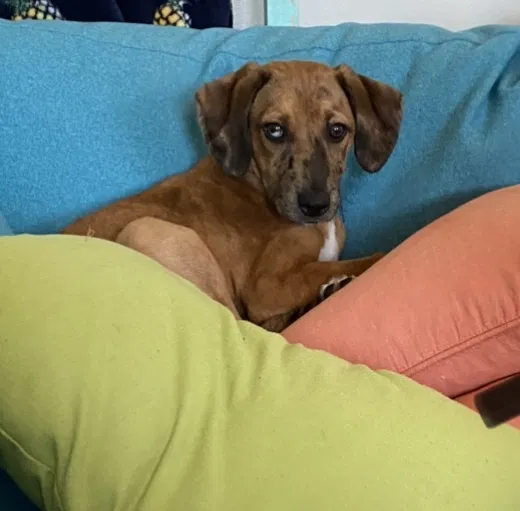 Lost dog in Jacksonville, NC, 28546