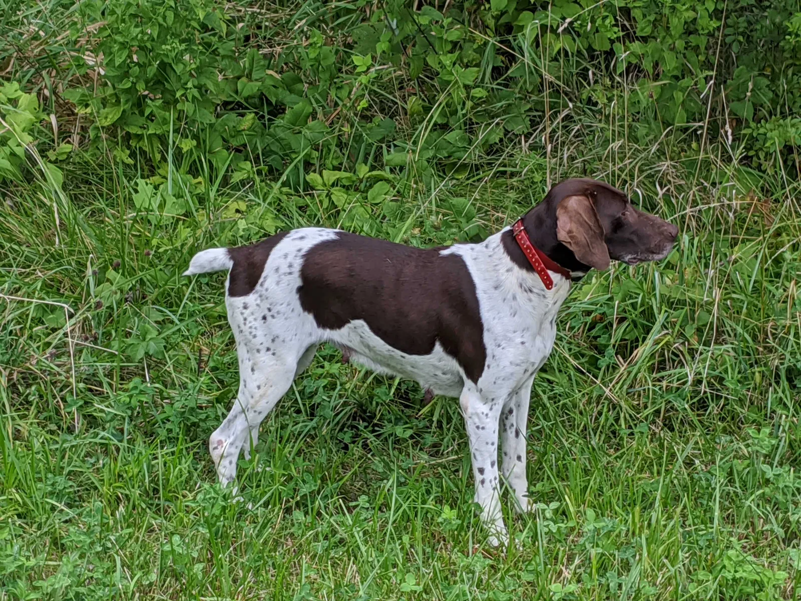 Lost dog in South Beloit, IL, 61080