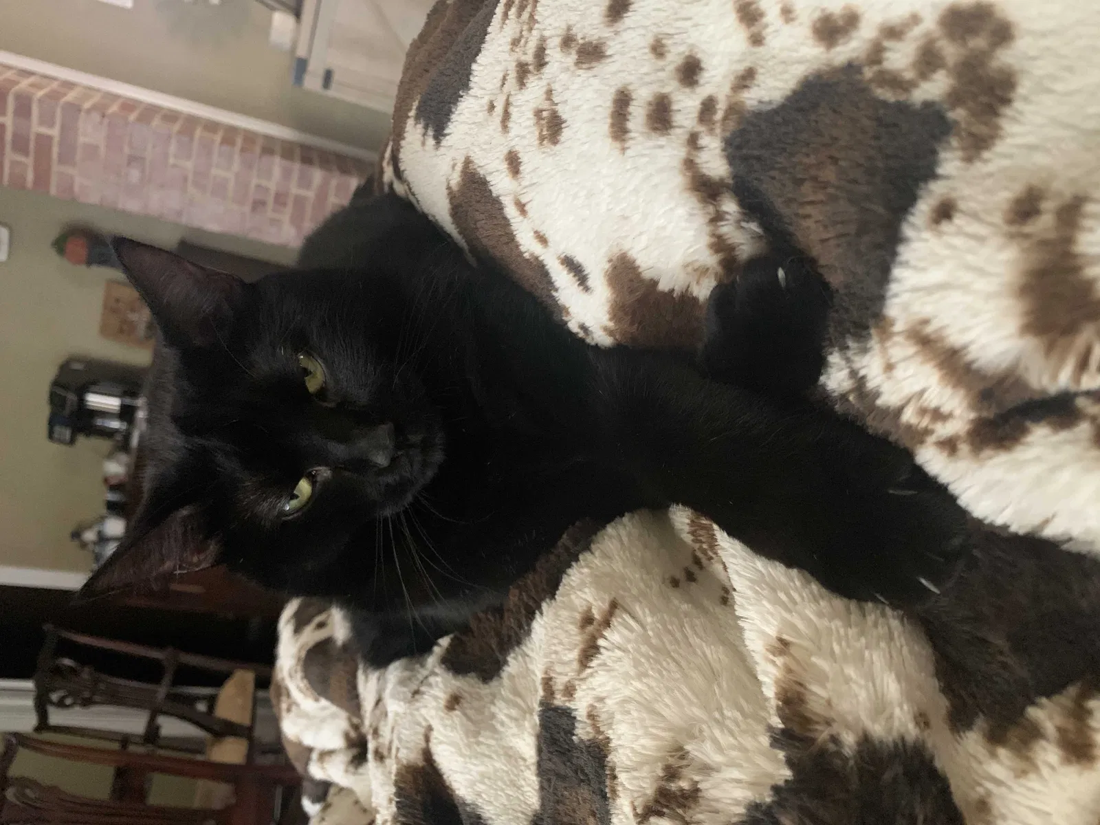Lost cat in Texarkana, TX, 75501
