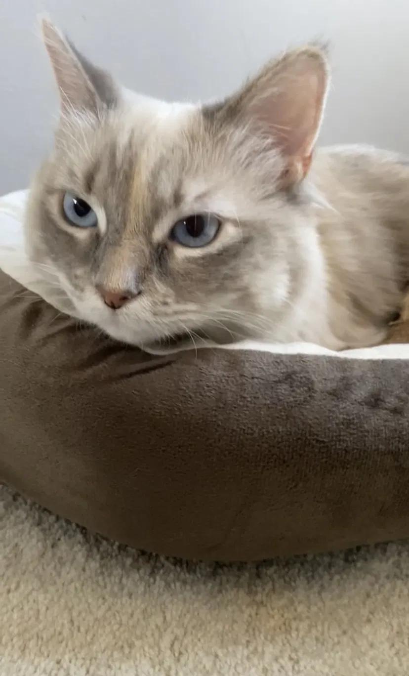 Lost cat in Jersey City, NJ, 7304