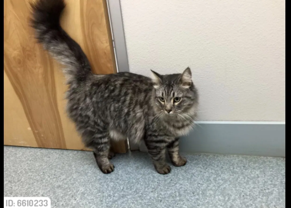 Lost cat in Arlington, TX, 76014