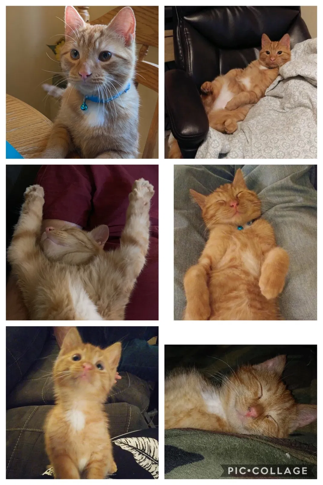 Lost cat in Westland, MI, 48185
