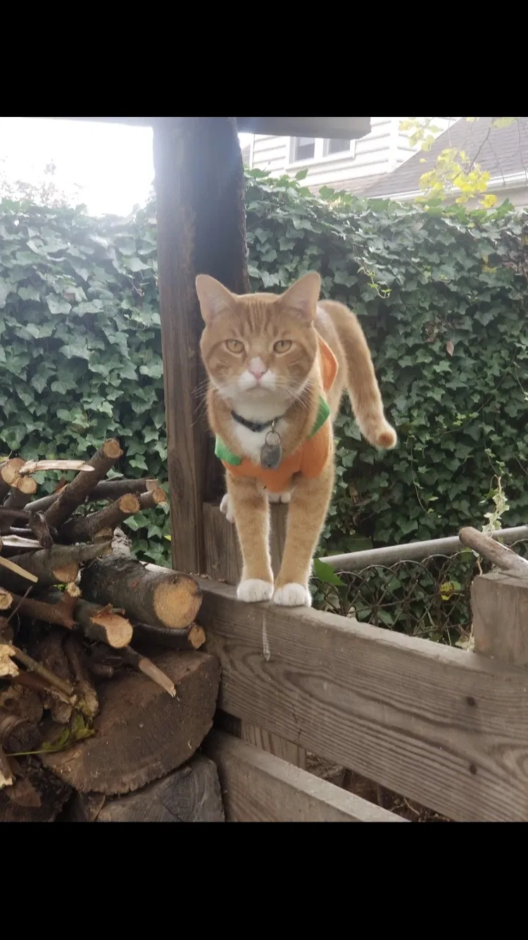 Lost cat in Lutherville Timonium, MD, 21093