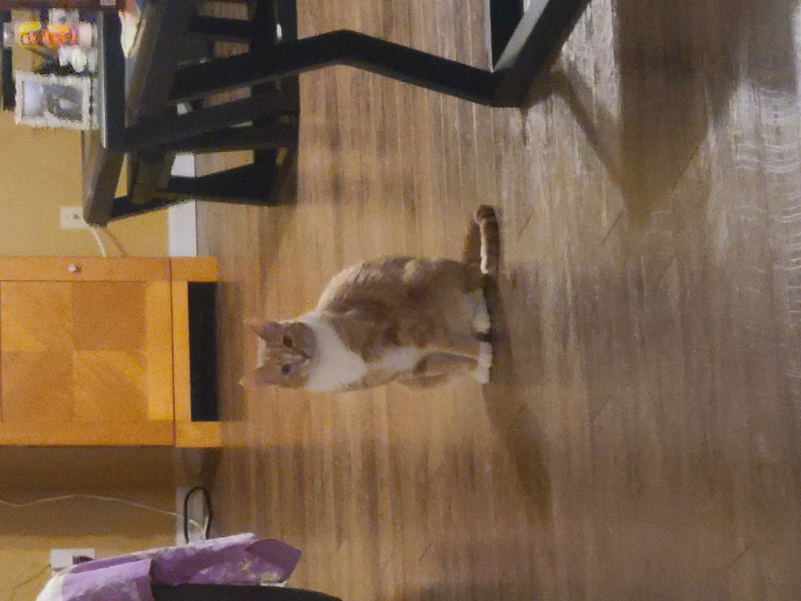 Lost cat in Hiram, GA, 30141