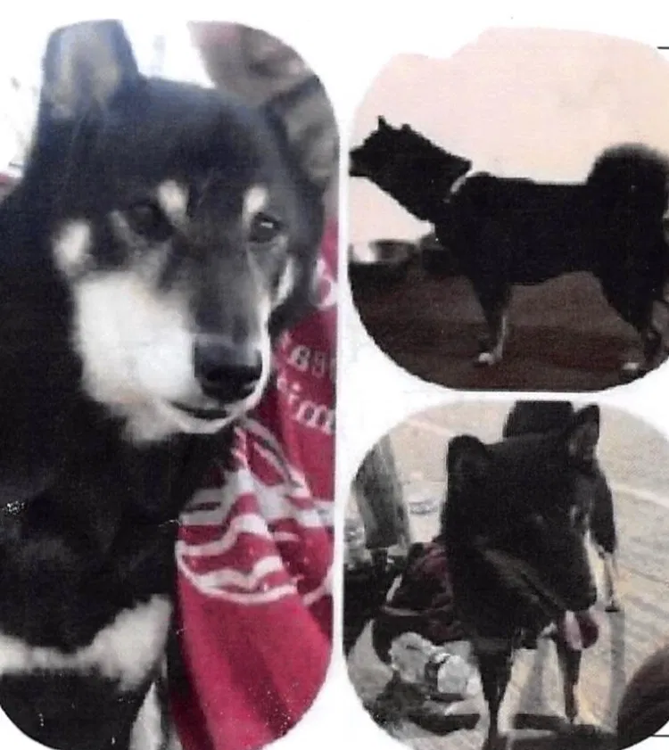 Lost dog in Phoenix, AZ, 85040