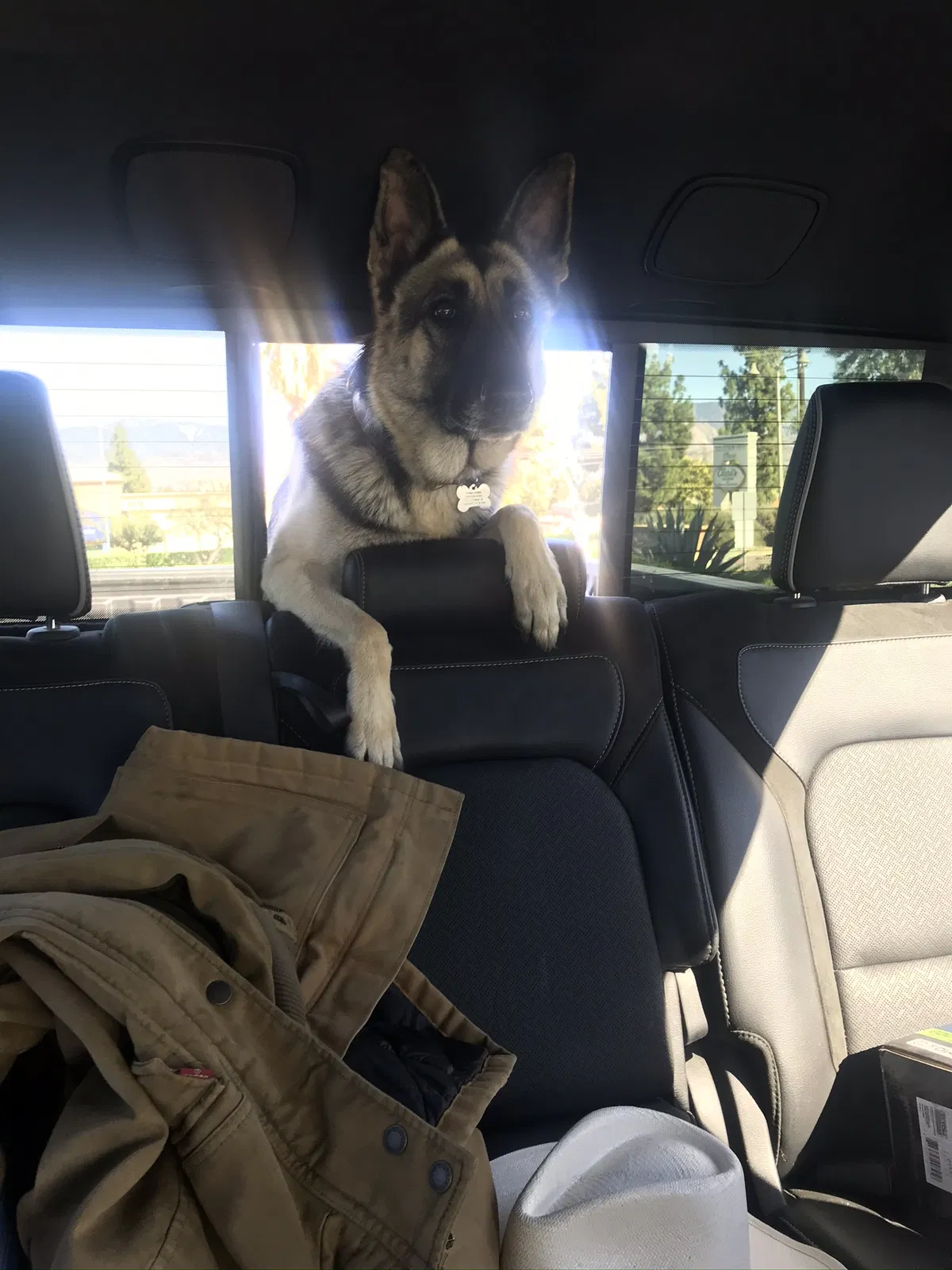 Lost dog in Redlands, CA, 92373